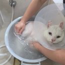 이쁘냥 고양이 미용실 이미지