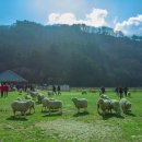 늘목목장 이미지