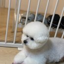 케니애견돌봄센터 이미지