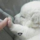(주)단정바이오