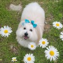 (주)노랑댕댕이 이미지
