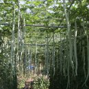 오이씨농장1 이미지