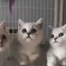 Premium 먼치킨 이미지