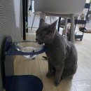 (주)아이비오토테크 | 봄철 미세먼지 청소에 좋은 물걸레 청소기, 로보락 F25 Ace Pro 무선 거품 진공 물걸레청소기 실사용 후기