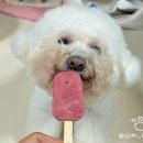 구떼포유 이미지