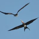 군함조 (Frigate bird) 이미지