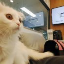 고덕 고래힐동물병원 이미지