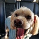 댕댕이와냥이 이미지