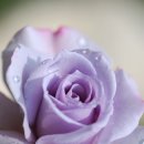 장미세탁 이미지