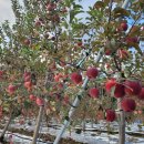 아란농장 이미지