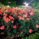 장미셀프세차 이미지