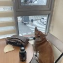 황자반놀이터 | 황자반놀이터 방문 후기! 겨울에 신나게 실내에서 놀아요 🐶