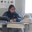 커밍퍼피 네이버블로그