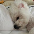 비숑마을펜션 이미지