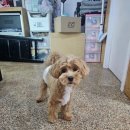 위드멍 애견유치원 이미지