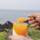 대학나무