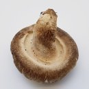 솔터농장 이미지