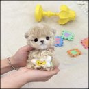 더 반려 강아지분양 고양이분양 잠실본점 네이버블로그