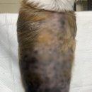 숲속동물병원 이미지