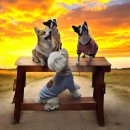 행복한요나네 이미지