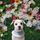 살롱다올,그루밍 이미지