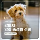 24시 서초바른동물병원 | 서초동동물병원 암컷 강아지 중성화 시기 [서초바른동물병원]