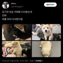 다시사랑받개 이미지