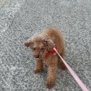 새침하개멍 | 반려동물 용품 추천 튼튼한 강아지 리드줄 목줄 멍템 베이직 분독 오리지널 하네스 세트