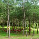 동해무릉건강숲 이미지