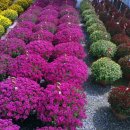 사파동358 이미지