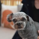 단비펫살롱 이미지