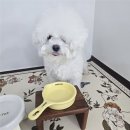 러블리독 | 유자의 미모를 찾아준 러블리독 미니비숑 미용 후기 (내돈내산)