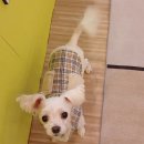 백호켄넬 | 백호의 유치원 2일차