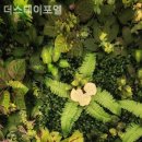 더포엘