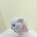 파주고양이 미용실 이미지