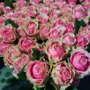 하나농장 이미지