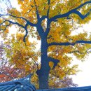 덕수궁길 이미지