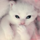 Hello Kitten 이미지