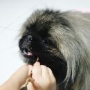 애니멀 쉐프 이미지