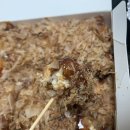 타코앤꼬치 이미지