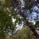 금산농민주유소 | (산행)대둔산. 용문골~칠성봉전망대~금강구름다리~삼선계단~마천대(정상)~군지능선~군지구름다리~수락...