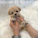 파밀리에드마스코타 천안두정점 천안강아지분양 천안고양이분양 이미지