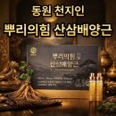 천지인 | 산삼배양근 생체 그대로, 동원천지인 뿌리의 힘 후기!