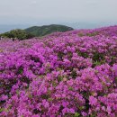 5월1일 황매산 철쭉! 이미지