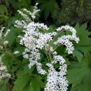 돌단풍(부처손 돌나리 석화채 bridal wreath), 이미지