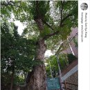 심원정 왜명강화지처비 이미지