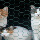 리버동물의료센터 이미지