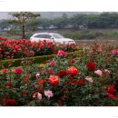 오월의여왕 이미지