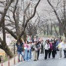 남해 아난티의 숙박 아침 산책은 바람맞이..그리고 하동벚꽃...잘 피어나는 중 이미지
