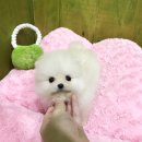 솜사탕 - 제주시 광양2길 2 | 솜사탕